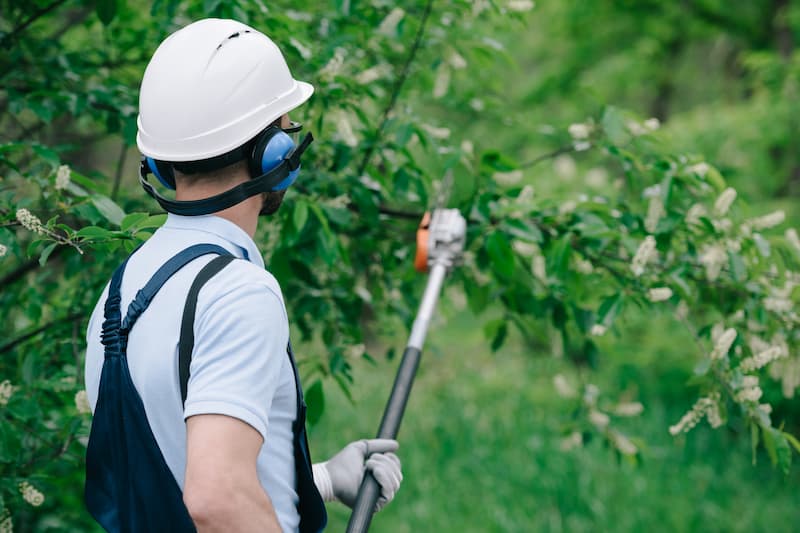 Shrub Trimming